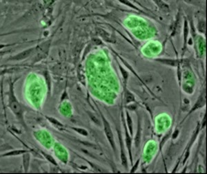 mouse_embryonic_stem_cells